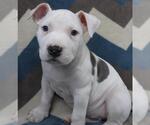 Small Staffordshire Bull Terrier Mix