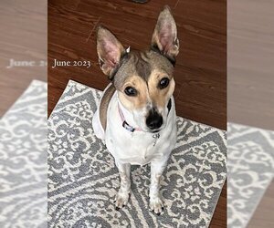 Rat Terrier-Unknown Mix Dogs for adoption in Germanton, TN, USA