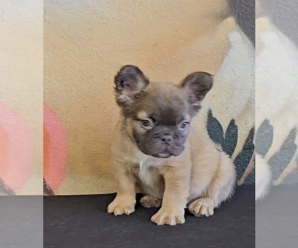 Medium Photo #3 French Bulldog Puppy For Sale in ANCHORAGE, AK, USA