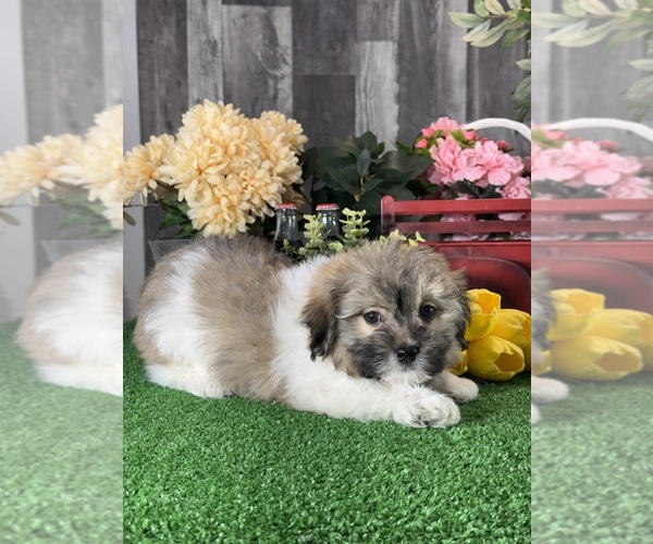 Medium Photo #4 Havanese Puppy For Sale in CANOGA, NY, USA