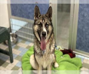 Gerberian Shepsky Dogs for adoption in Fort Collins, CO, USA
