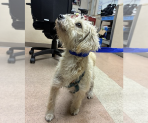 Mutt Dogs for adoption in Pacifica, CA, USA
