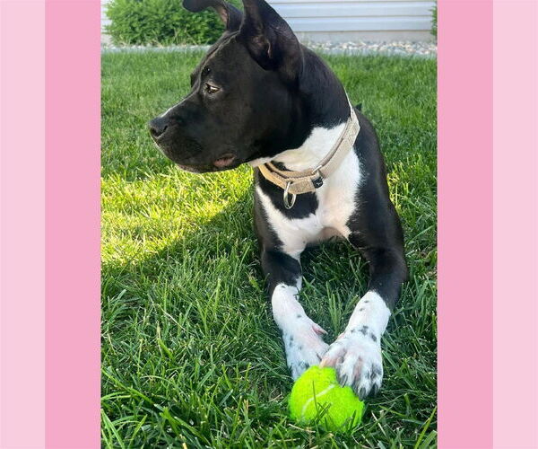 Medium Photo #28 American Pit Bull Terrier-Unknown Mix Puppy For Sale in Fargo, ND, USA
