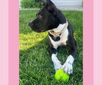 Small #27 American Pit Bull Terrier Mix