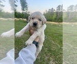 Small Photo #47 Golden Retriever Puppy For Sale in CONCORD, VA, USA