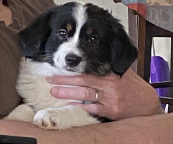 Medium Photo #18 Miniature American Shepherd Puppy For Sale in PLACERVILLE, CA, USA