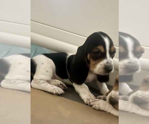 Medium Photo #5 Basset Hound Puppy For Sale in MISSOURI CITY, TX, USA