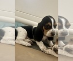 Small Photo #5 Basset Hound Puppy For Sale in MISSOURI CITY, TX, USA