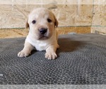 Small Photo #1 Labrador Retriever Puppy For Sale in DUNN, NC, USA