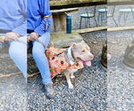 Small #34 Staffordshire Bull Terrier Mix