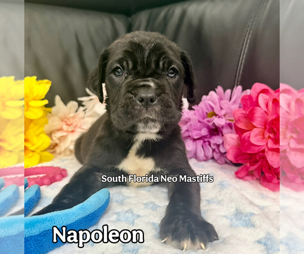 Medium Photo #1 Neapolitan Mastiff Puppy For Sale in MIAMI, FL, USA