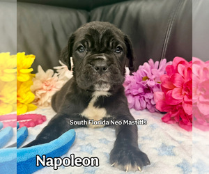 Neapolitan Mastiff Puppy for sale in MIAMI, FL, USA
