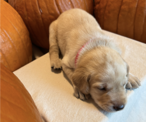 Medium Labrador Retriever