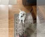 Small #3 Great Pyrenees Mix