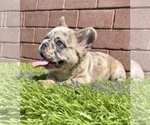 Small Photo #25 French Bulldog Puppy For Sale in LITTLE ROCK, AR, USA