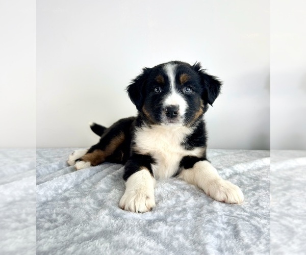 Medium Photo #3 Australian Shepherd Puppy For Sale in GREENFIELD, IN, USA