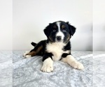 Small #2 Australian Shepherd