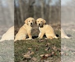 Small Photo #2 Labrador Retriever Puppy For Sale in GLADSTONE, VA, USA