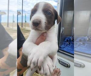 Labrador Retriever-Unknown Mix Dogs for adoption in San Antonio, TX, USA