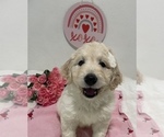 Small Photo #2 Goldendoodle Puppy For Sale in NORTH HIGHLANDS, CA, USA