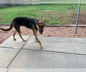 HOKU #2 - Female German Shepherd Dog-Unknown Mix Dog for Adoption - Photo #4