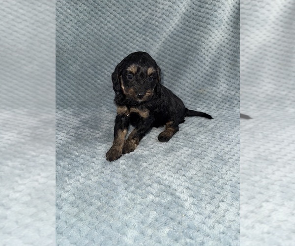 Medium Photo #47 Cavapoo mix (+ Poodle Miniature) Puppy For Sale in MUNFORDVILLE, KY, USA