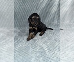 Small Photo #47 Cavapoo mix (+ Poodle Miniature) Puppy For Sale in MUNFORDVILLE, KY, USA