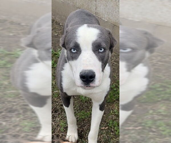 Medium Photo #2 Mutt Puppy For Sale in Riverside, CA, USA