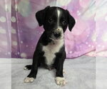 Small #1 Mutt