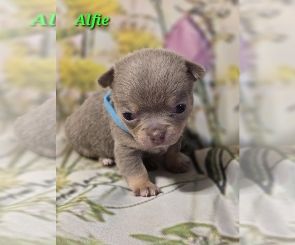 Medium Photo #2 Chihuahua Puppy For Sale in HOMERVILLE, GA, USA