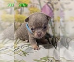 Small #1 Chihuahua