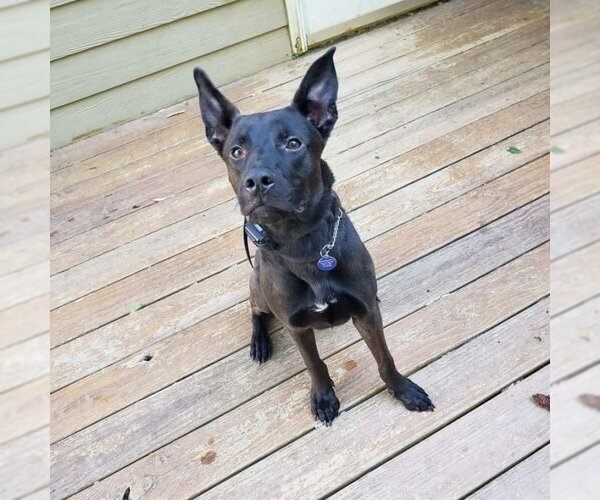 Medium Photo #3 Mutt Puppy For Sale in Rockaway, NJ, USA