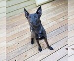 Small #2 Mutt