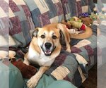 Small #1 Anatolian Shepherd Mix