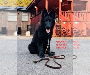 German Shepherd Dog Puppy for sale in GADSDEN, AL, USA