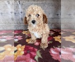 Small #3 Poodle (Miniature)