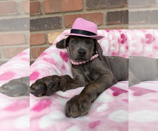 Medium Photo #2 Mutt Puppy For Sale in Goodyear, AZ, USA