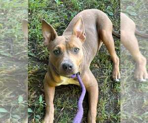 Elaris - Female Mutt Dog for Adoption