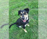 Small #1 Labrador Retriever Mix