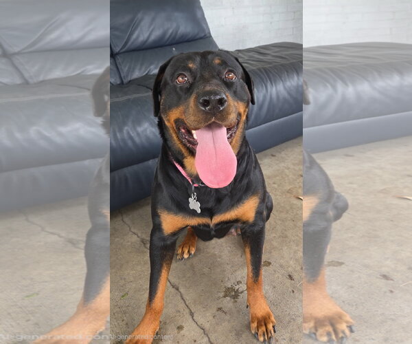 Medium Photo #4 Rottweiler Puppy For Sale in White Hall, AR, USA