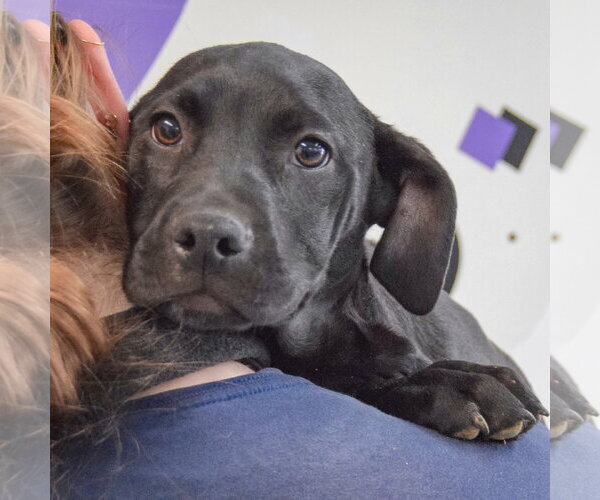 Medium Photo #4 American Staffordshire Terrier-Unknown Mix Puppy For Sale in Huntley, IL, USA