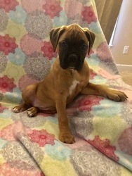 Boxer Puppy for sale in NEW BERN, NC, USA