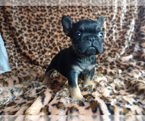 Poogle Puppy for sale in CARTHAGE, TX, USA