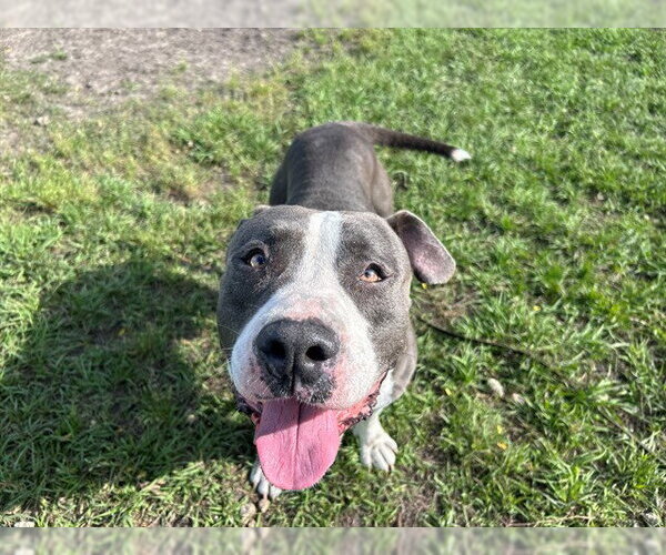 Medium Photo #2 American Pit Bull Terrier Puppy For Sale in Ocala, FL, USA