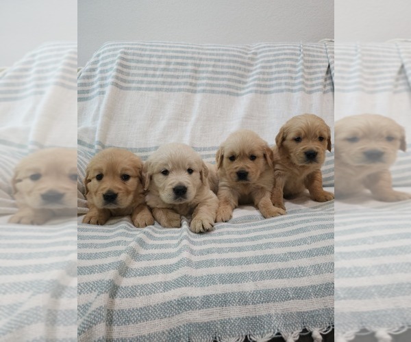 Medium Photo #10 Golden Retriever Puppy For Sale in ELVERTA, CA, USA