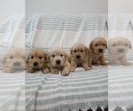 Small #9 Golden Retriever