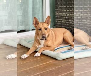 Carolina Dog-Unknown Mix Dogs for adoption in White Bluff, TN, USA