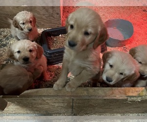 Golden Retriever Puppy for sale in GRIDLEY, CA, USA