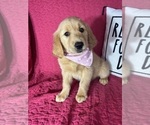 Small #3 Golden Retriever