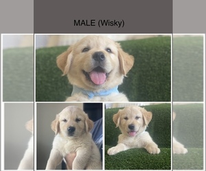 Golden Retriever Puppy for Sale in MENIFEE, California USA